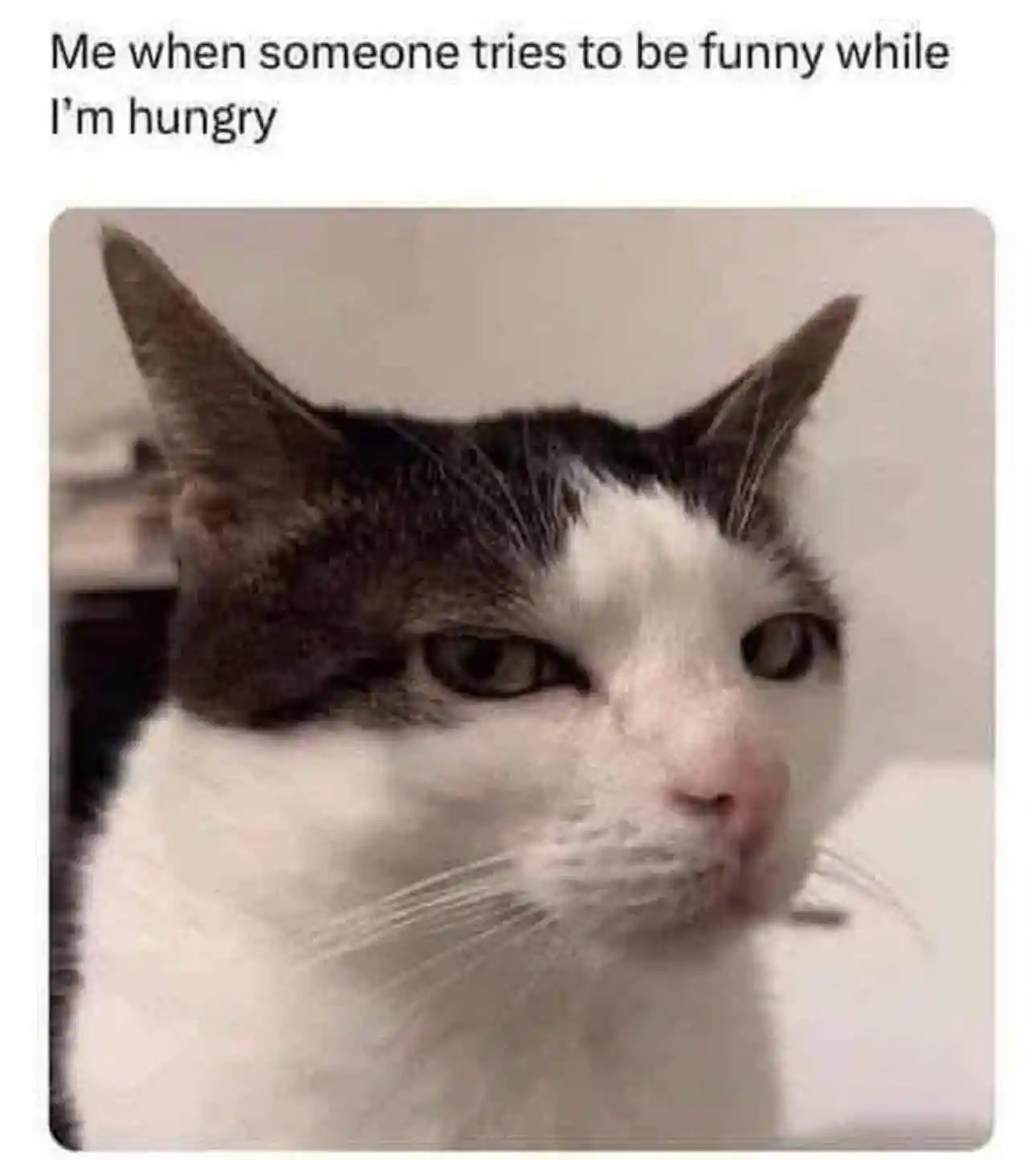 Hungry cat meme unamused by bad jokes