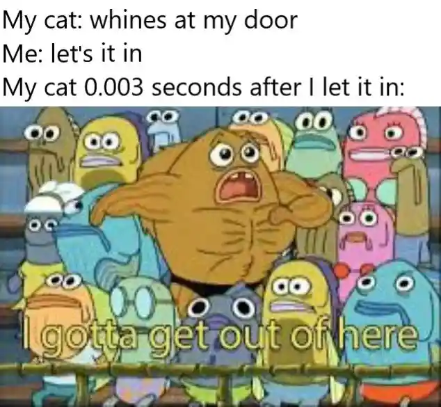 Needy Cat meme whines at door wants out