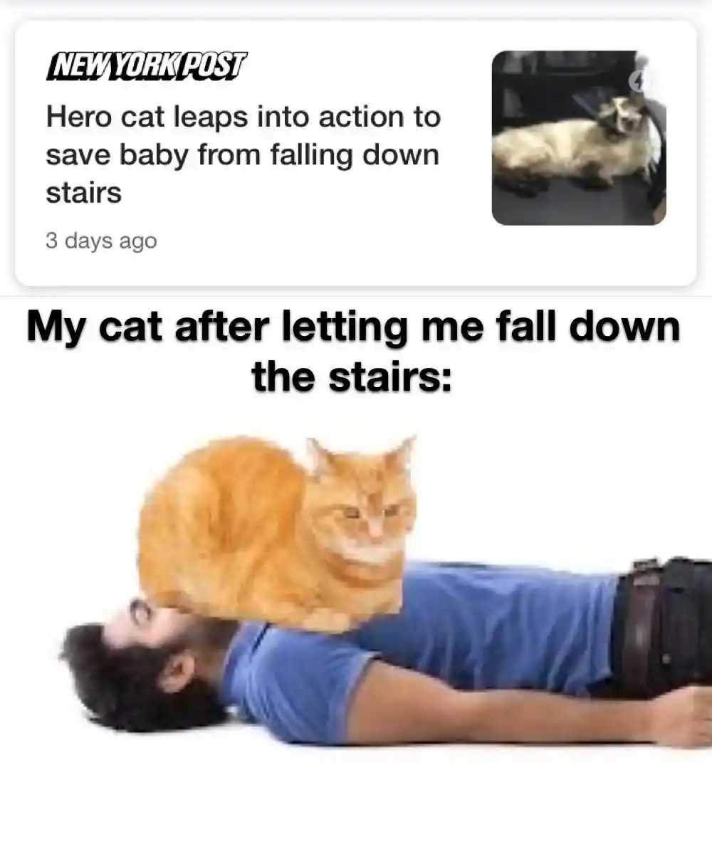 Cat lets me fall down stairs meme sits on me