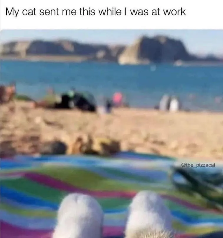 Cat at beach meme trolling owner at work