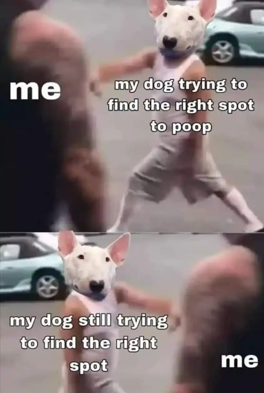 Dog pooping spot meme owner waits mad