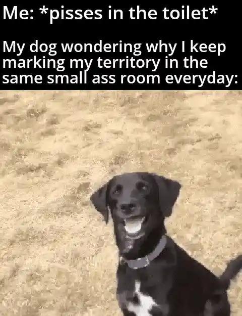 Dog meme thinks human marks territory