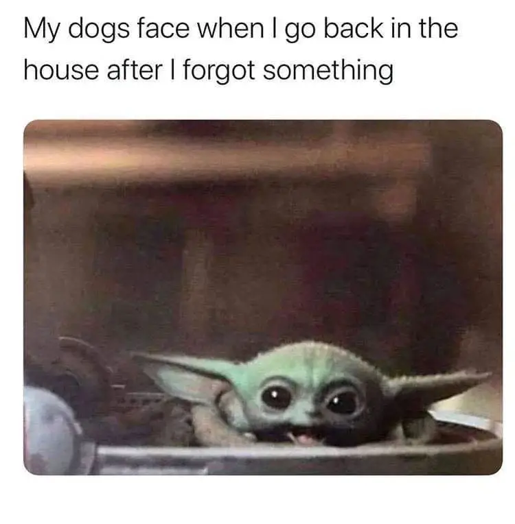 Excited dog meme happy to see owner return home