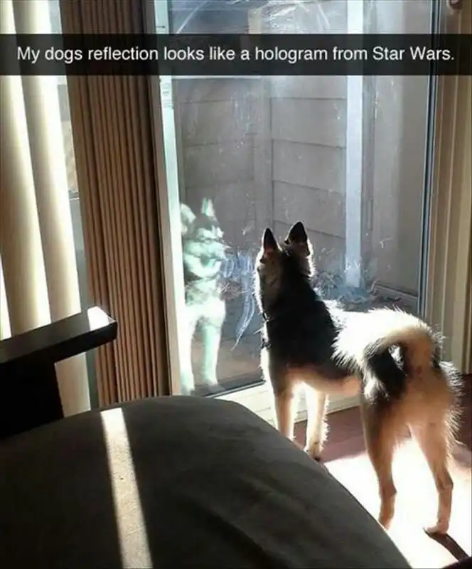 Dog Star Wars hologram meme, at window
