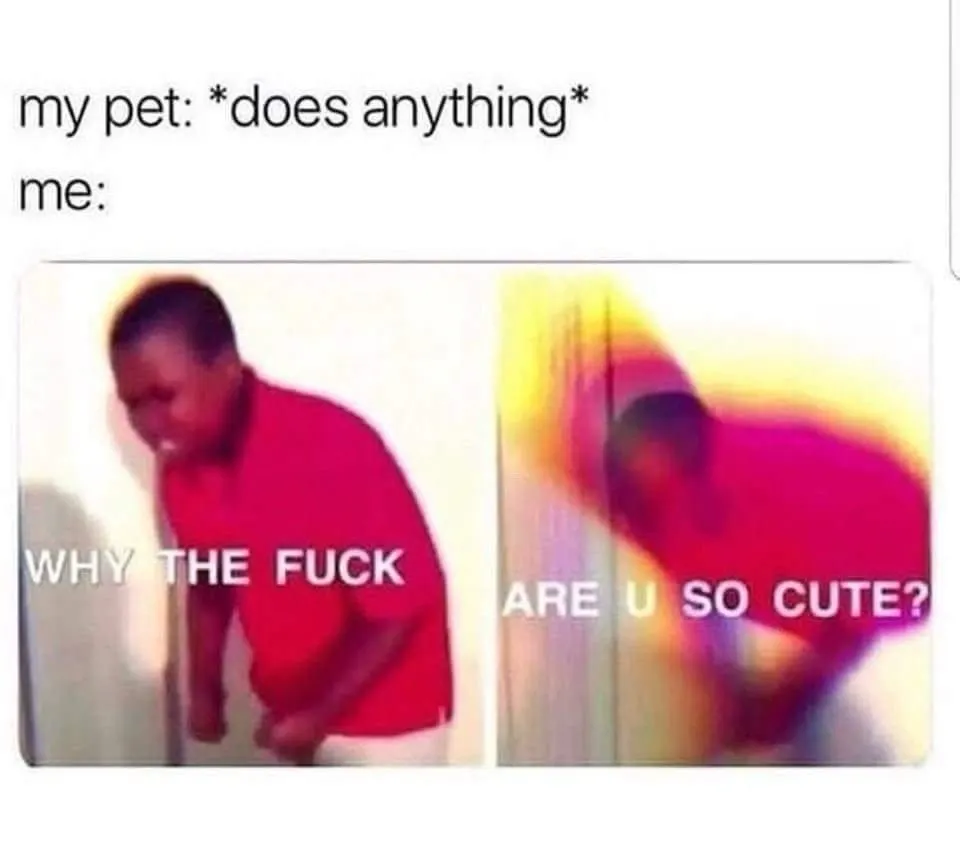 Pet Owner meme gushing over cute pet