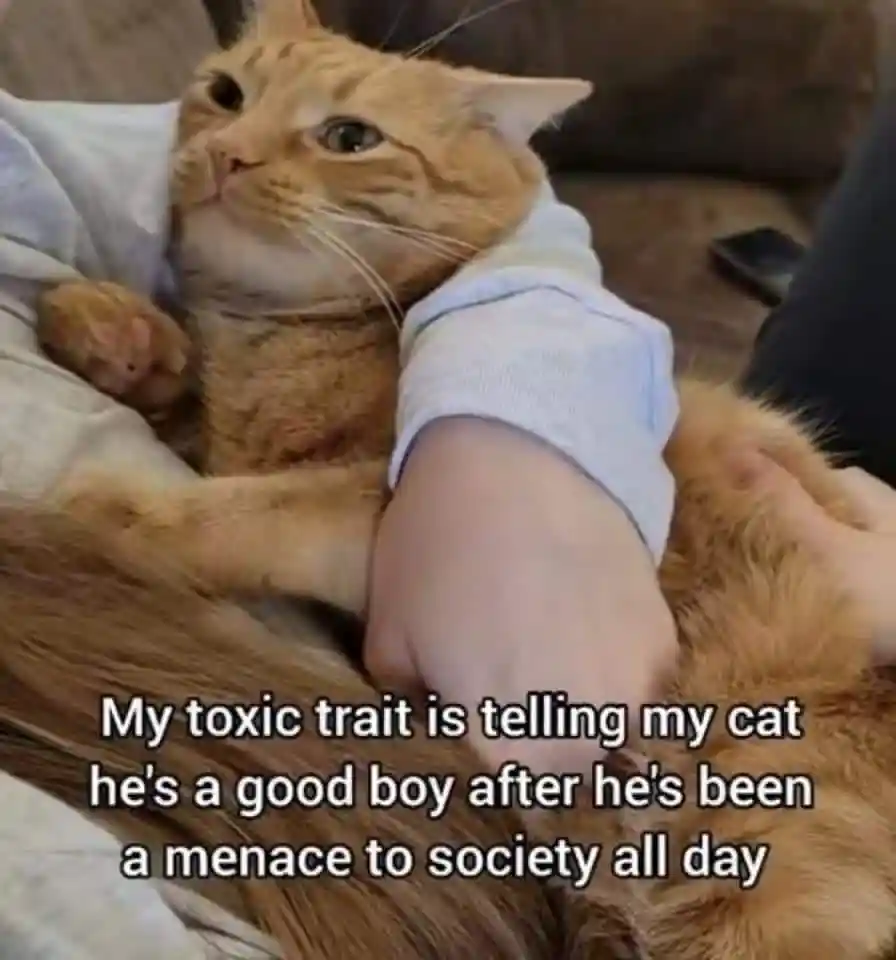 Toxic cat owner meme praising cat after misbehaving