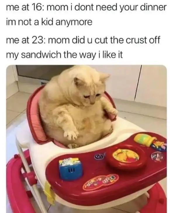Fat cat baby walker meme needing mom sandwich