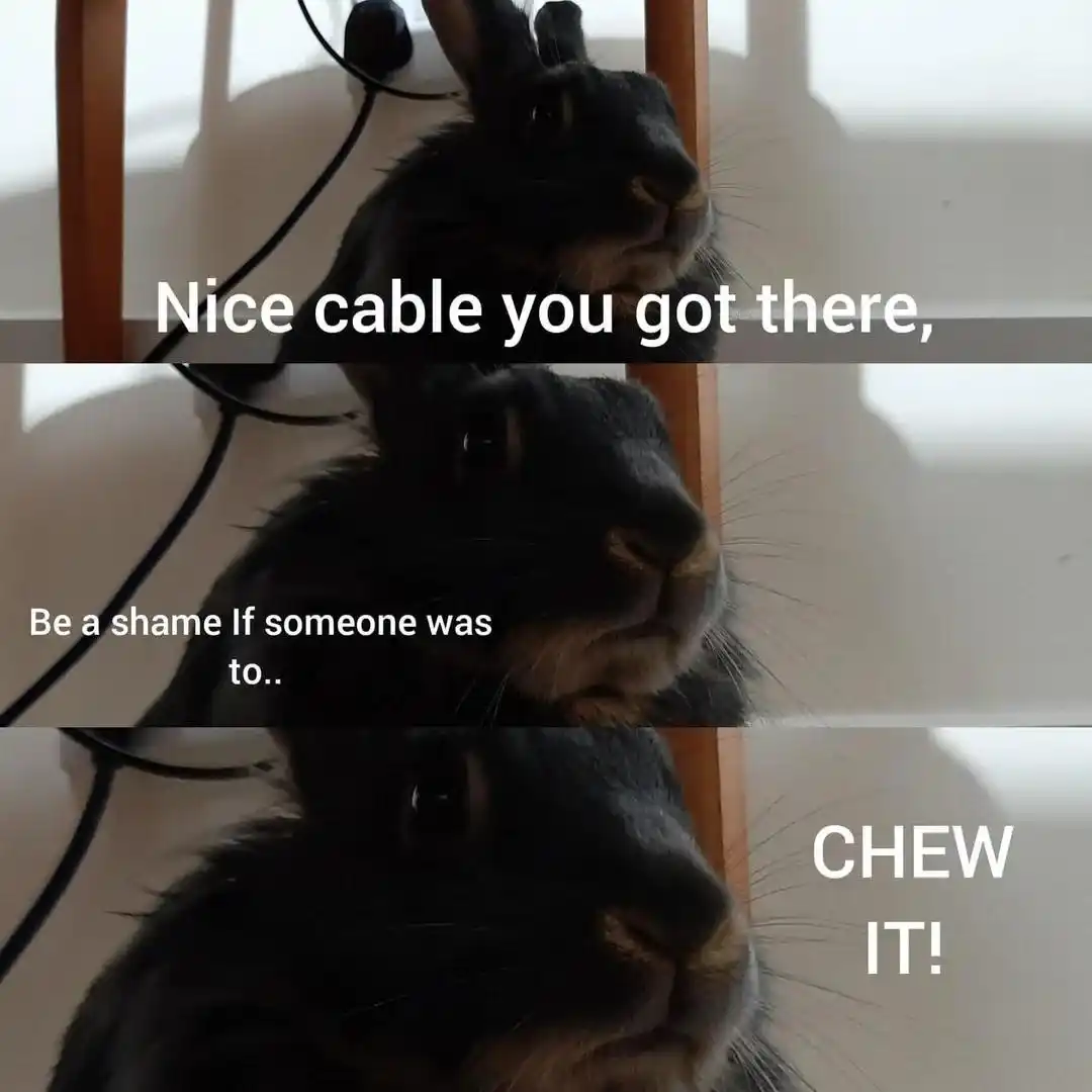 Rabbit meme threatening to chew the cable
