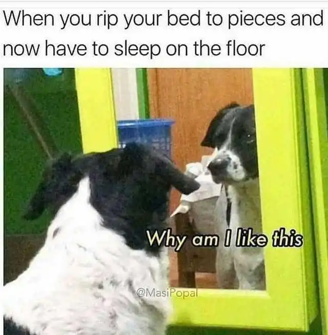 Dog rips bed meme sleeps on floor regret