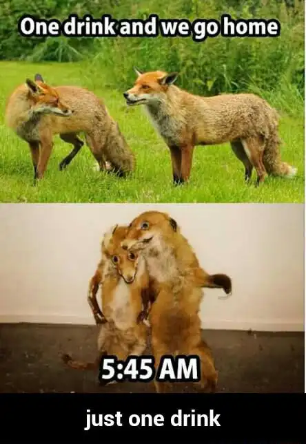 One drink fox meme staying out till 5:45 AM drunk