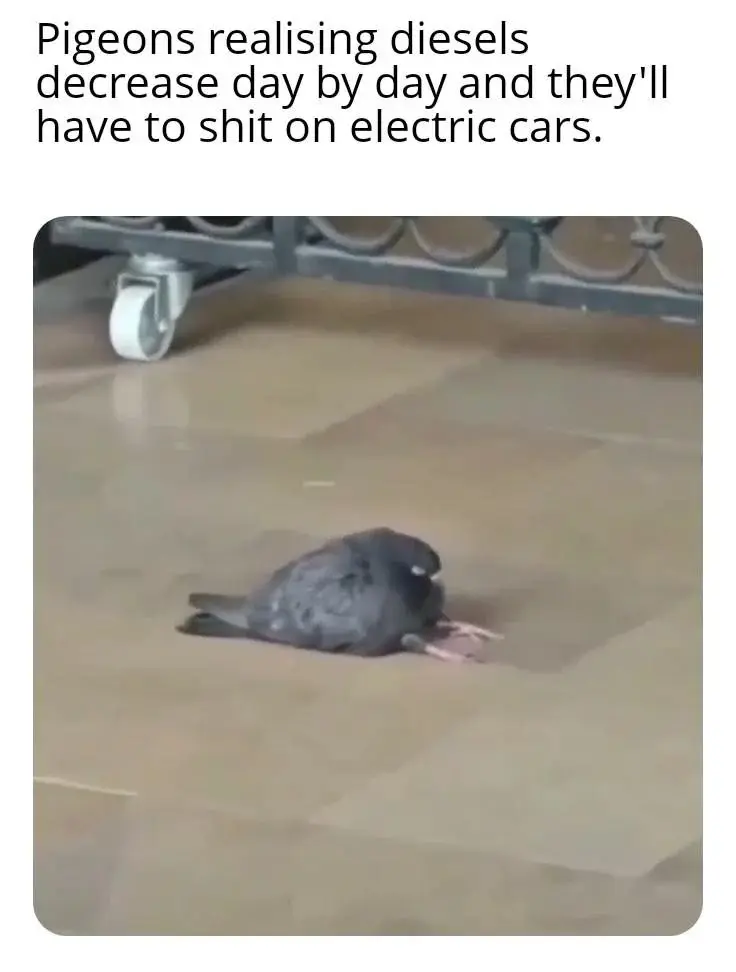 Pigeons shit on EVs meme lying on floor sad