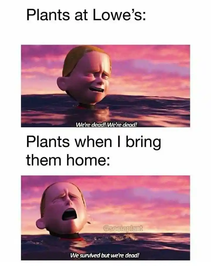 Lowe's plants meme dying after purchase