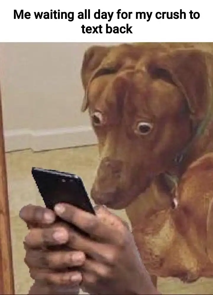 Scared dog looking at phone meme waiting for crush text back