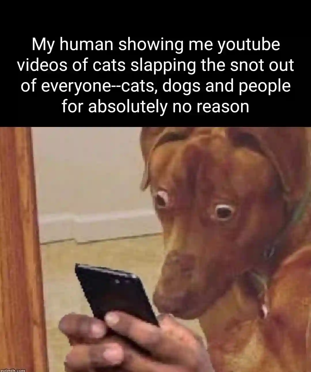 Scared dog looking at phone meme shocked by cat slap clips