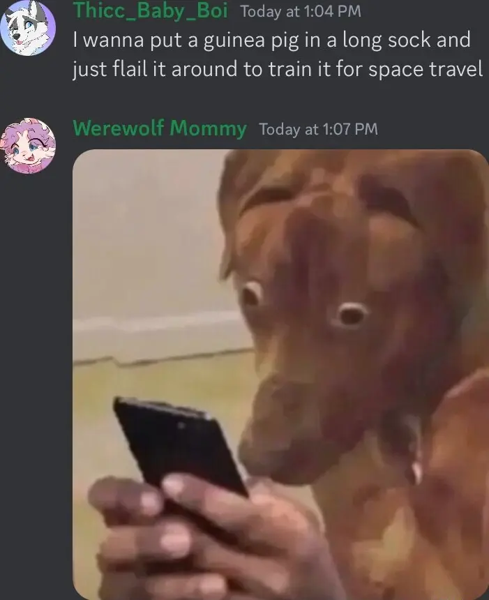 Scared dog looking at phone meme awed by guinea pig space plan
