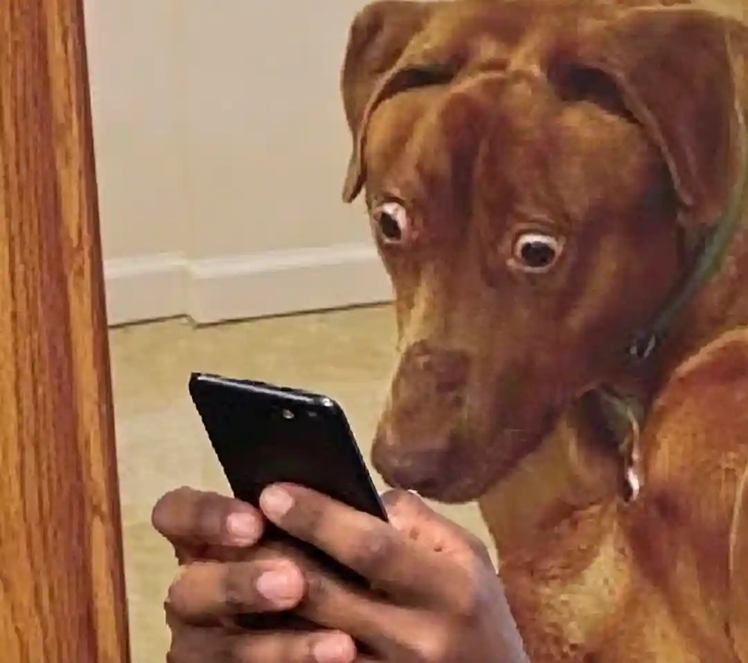Scared dog looking at phone meme template