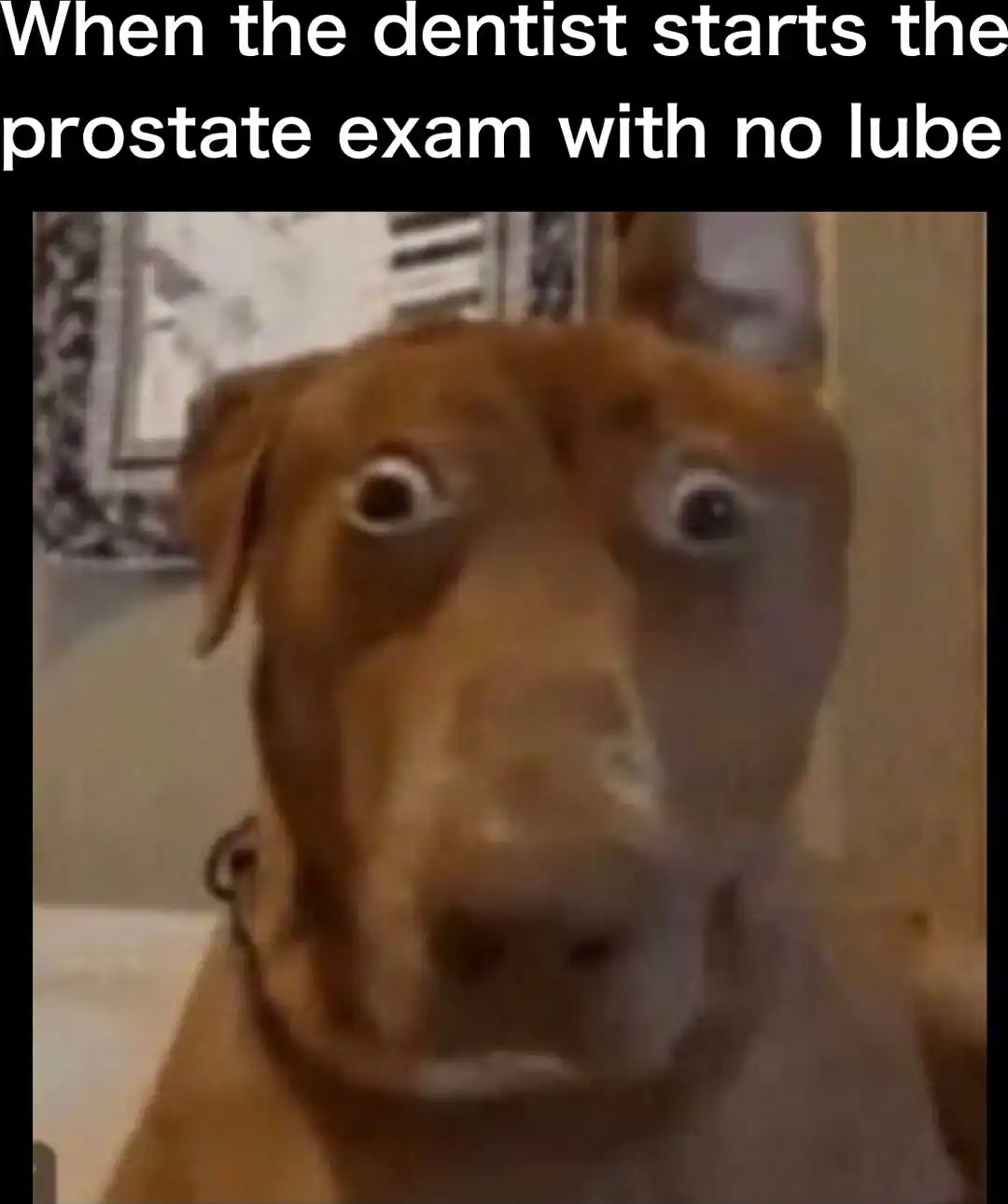 Scared dog meme shocked no lube prostate exam