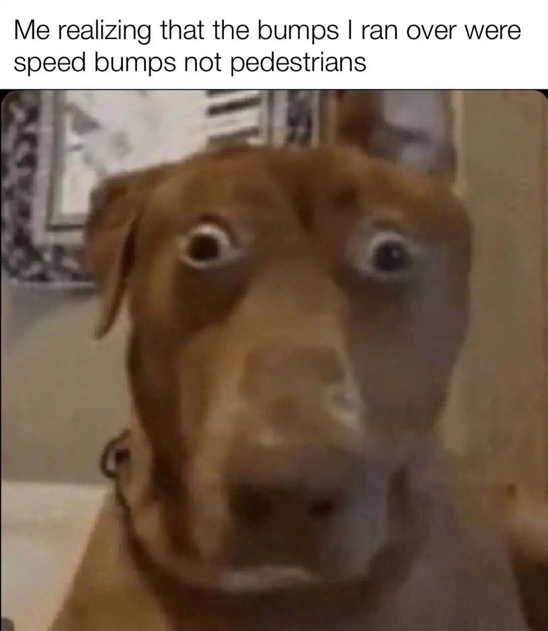 Scared dog meme shocked mistaking speed bumps for people