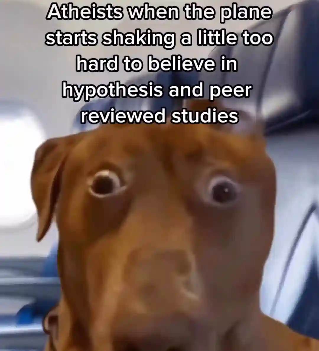Scared dog meme panicking on shaking plane