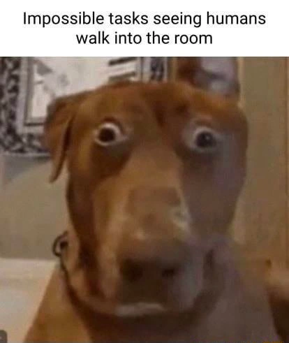 Scared dog meme panics as humans walk in