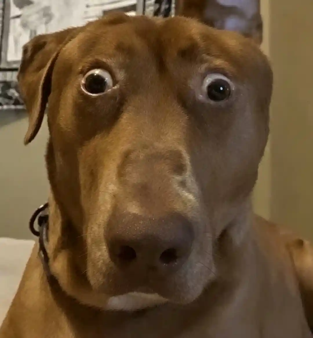 Scared dog meme template