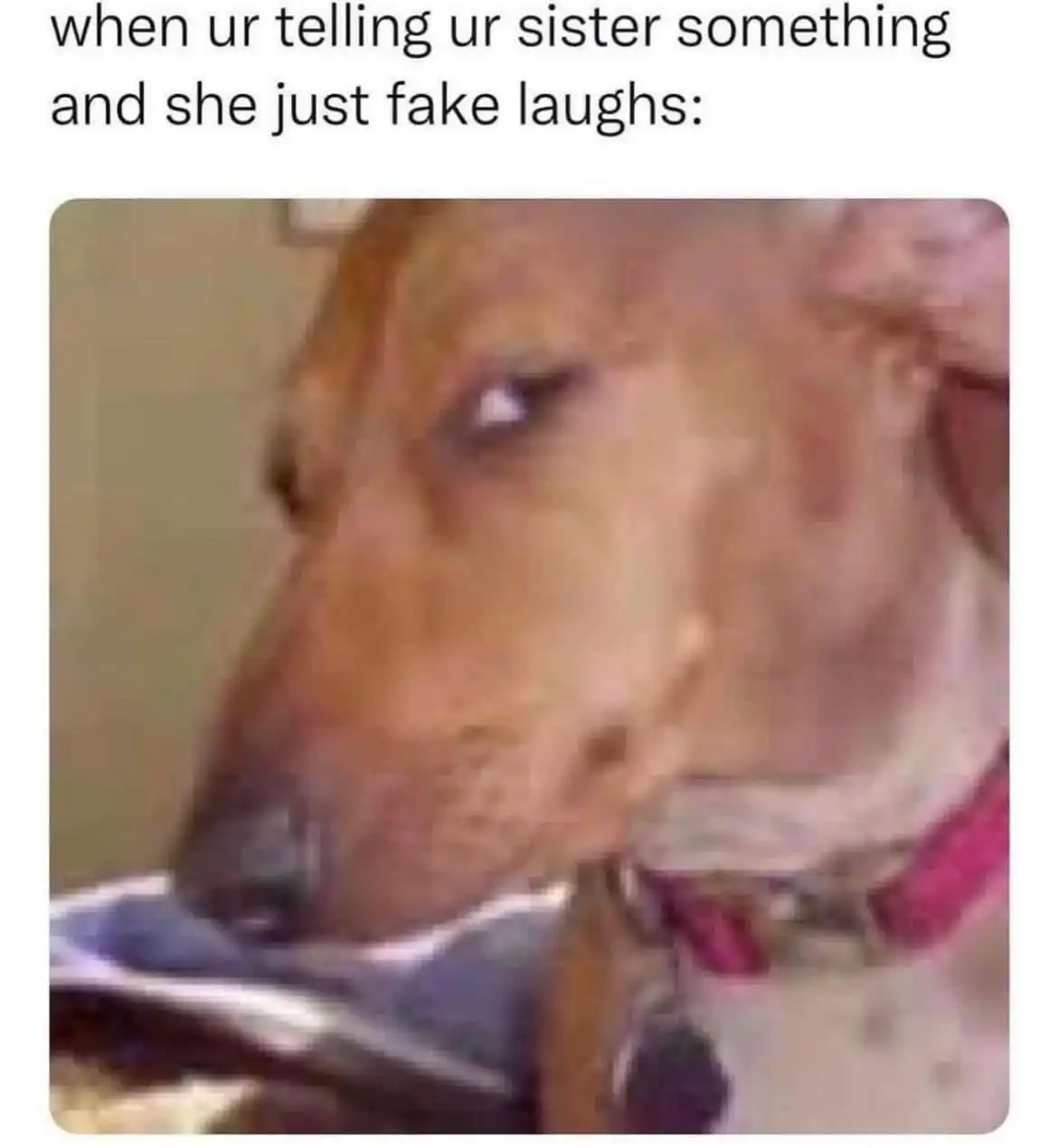 Side eye dog meme judging sister's fake laugh