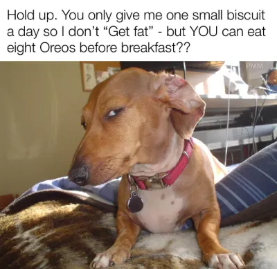Side eye dog meme judging unfair food rules