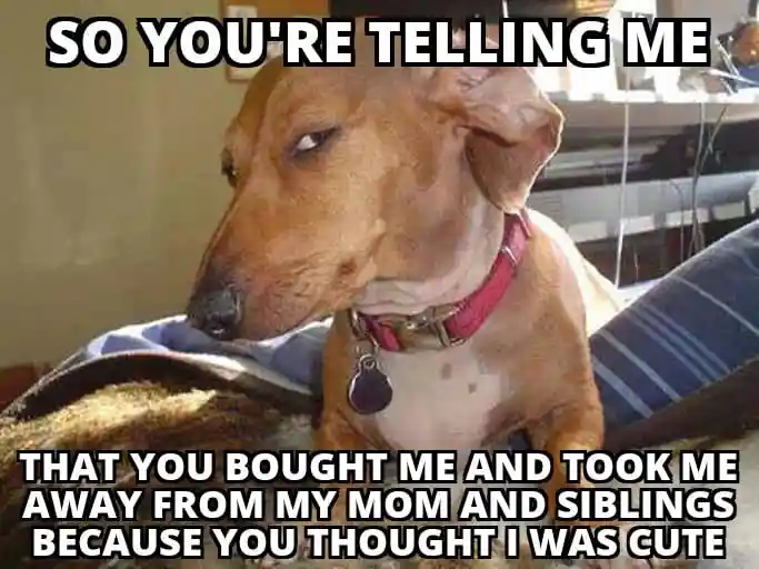 Side eye dog meme skeptical about being adopted for cuteness