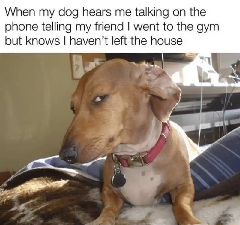 Side eye dog meme calling out owner's fake gym lie