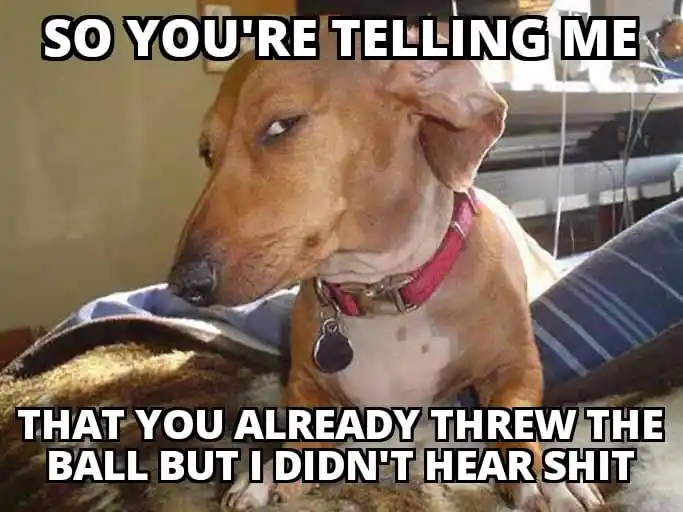 Side eye dog meme doubt owner threw the ball