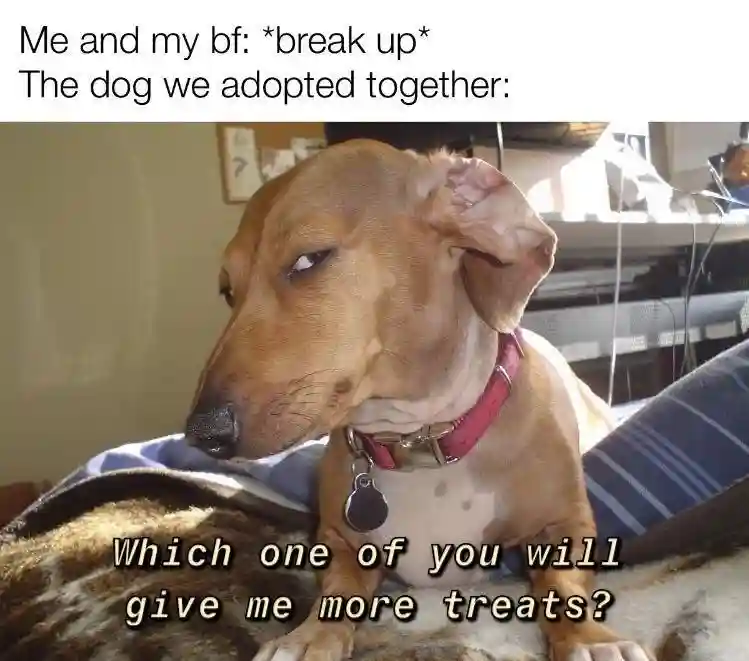 Side eye dog meme at breakup asks for treats