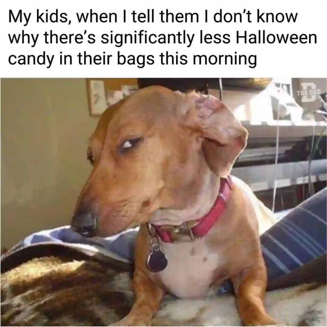 Side eye dog meme suspect ate Halloween candy