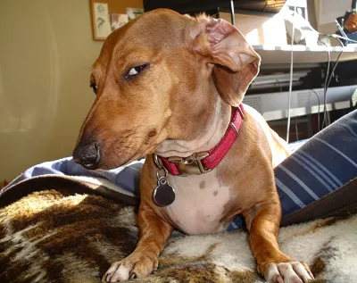 Side eye dog meme template