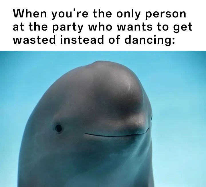 Smiling dolphin meme get wasted at party