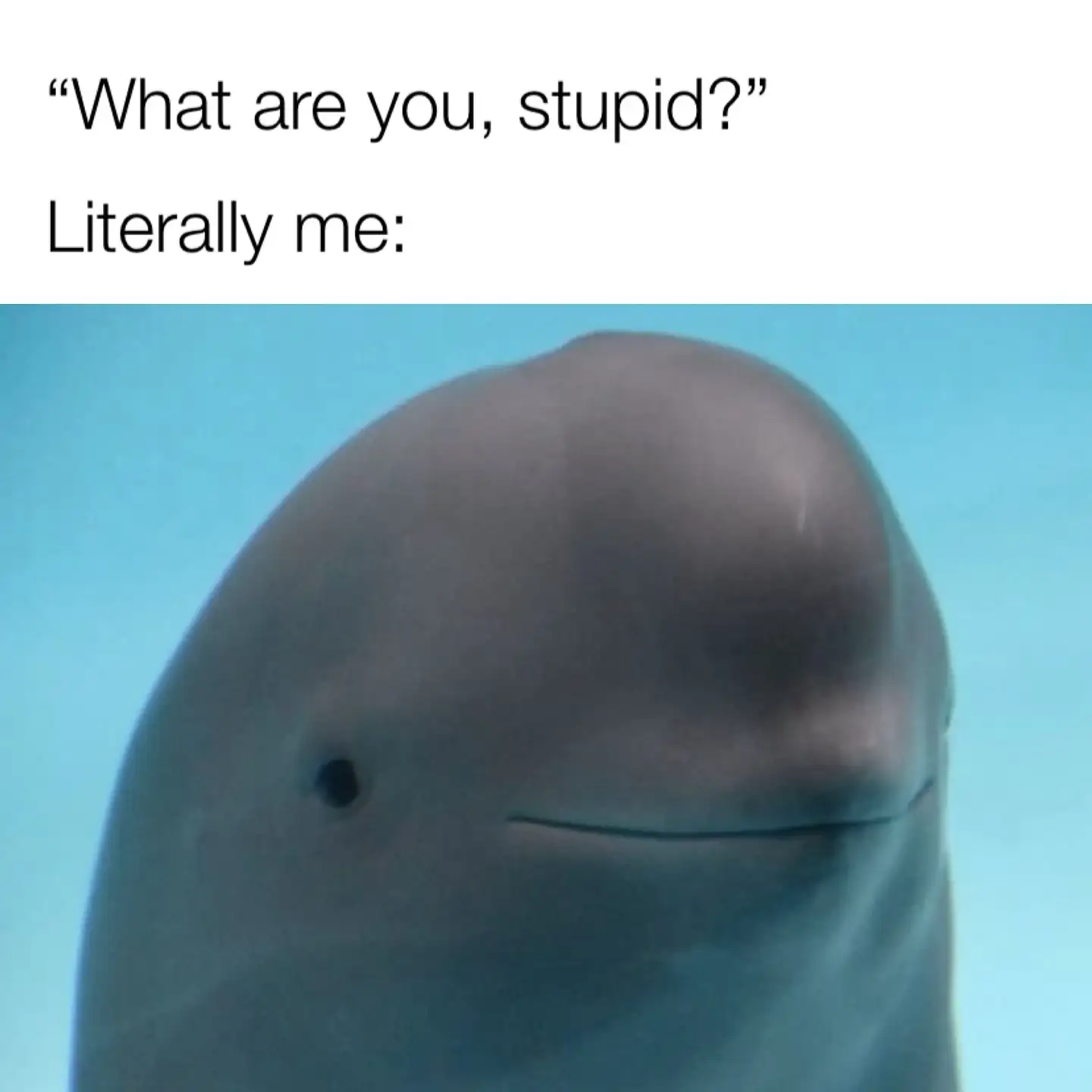 Smiling dolphin meme smile at being dumb