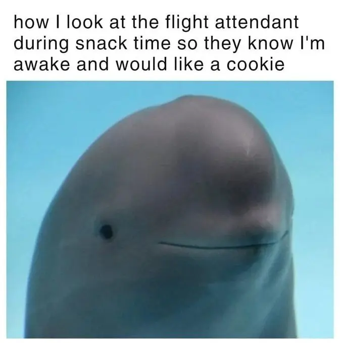 Smiling dolphin meme want flight cookie
