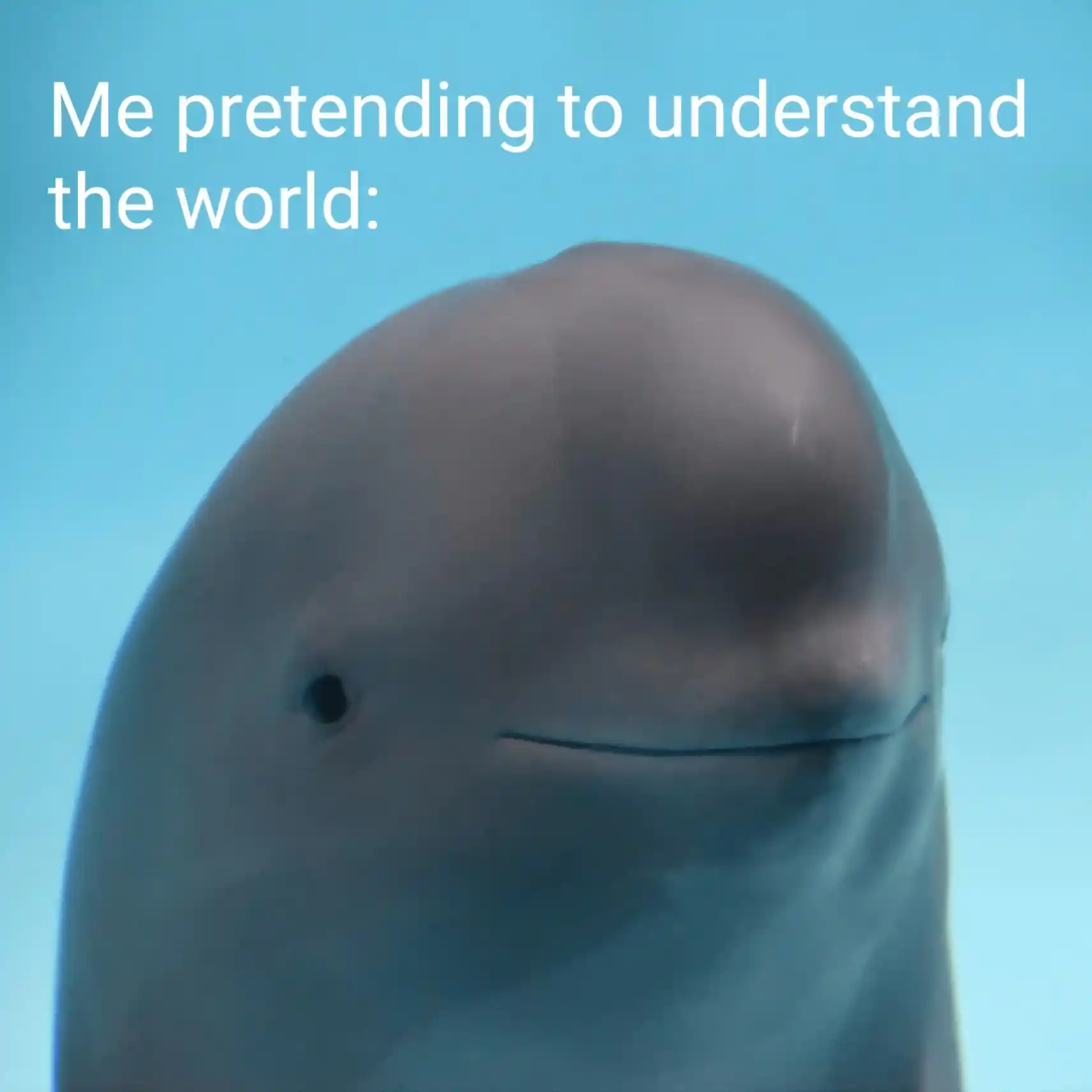 Pretend to understand meme, dolphin fake smile