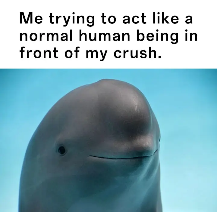 Smiling dolphin meme acting normal near crush