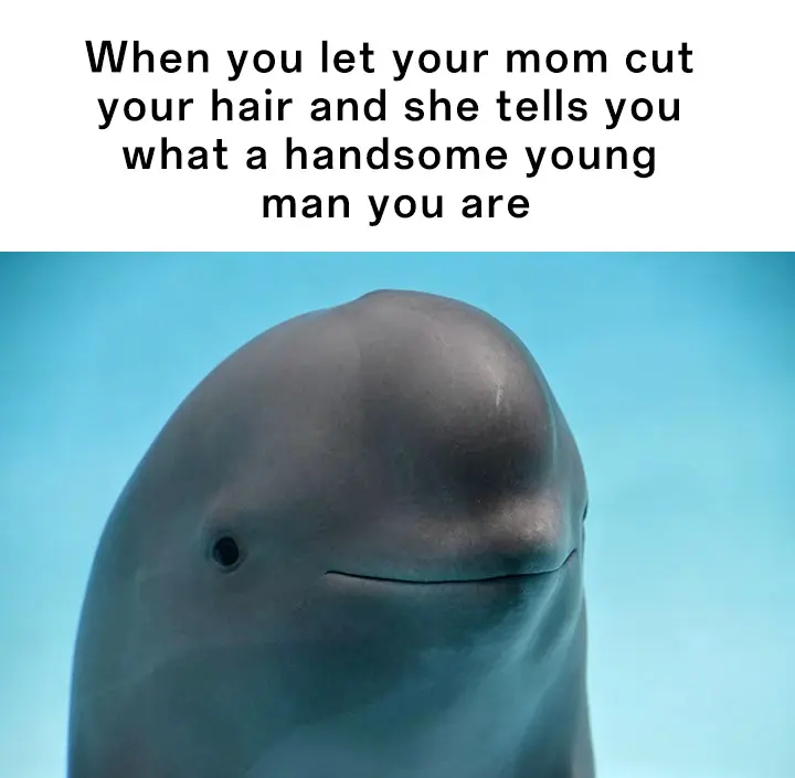 Smiling dolphin meme awkward mom haircut