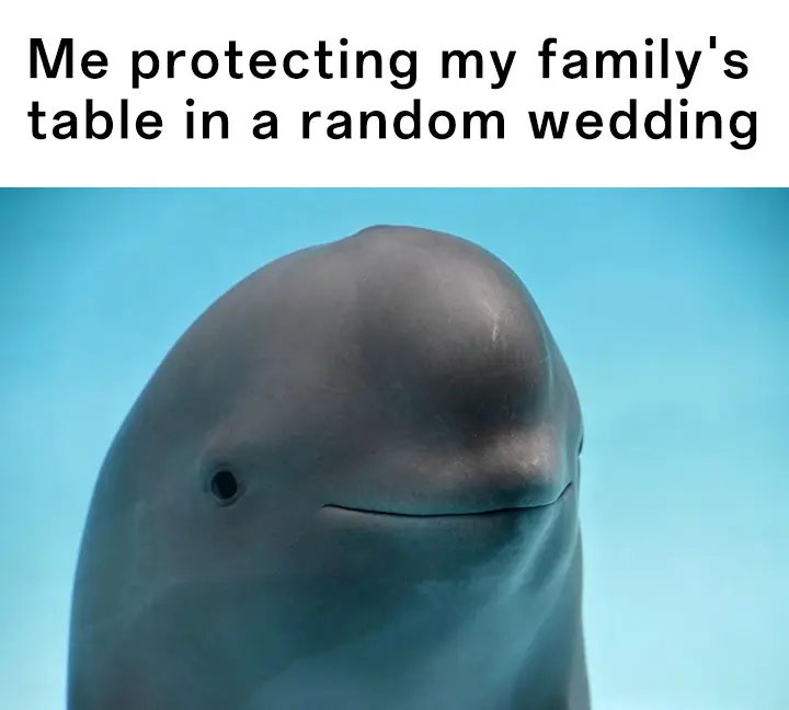 Smiling dolphin meme guarding family wedding table