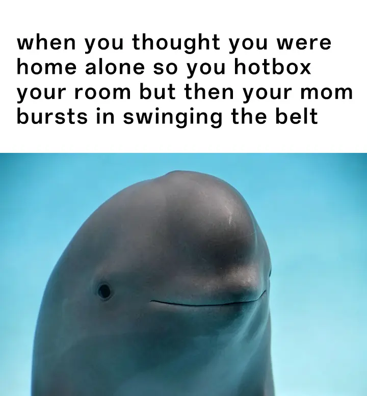 Smiling dolphin meme caught hotbox by mom
