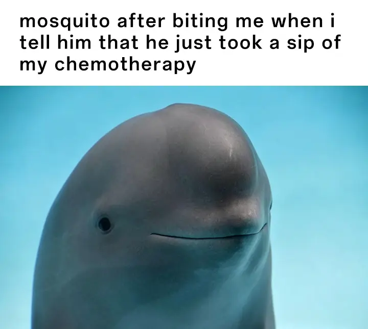 Smiling dolphin meme awkward chemo sip