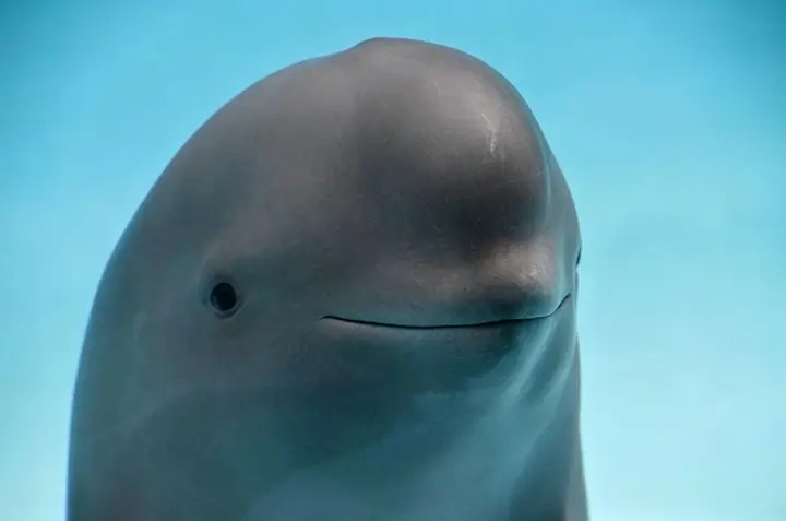 Smiling dolphin meme