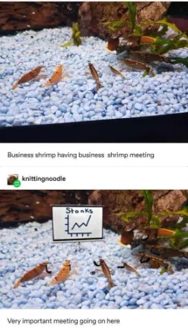 Shrimp work meeting meme seeing stonks chart