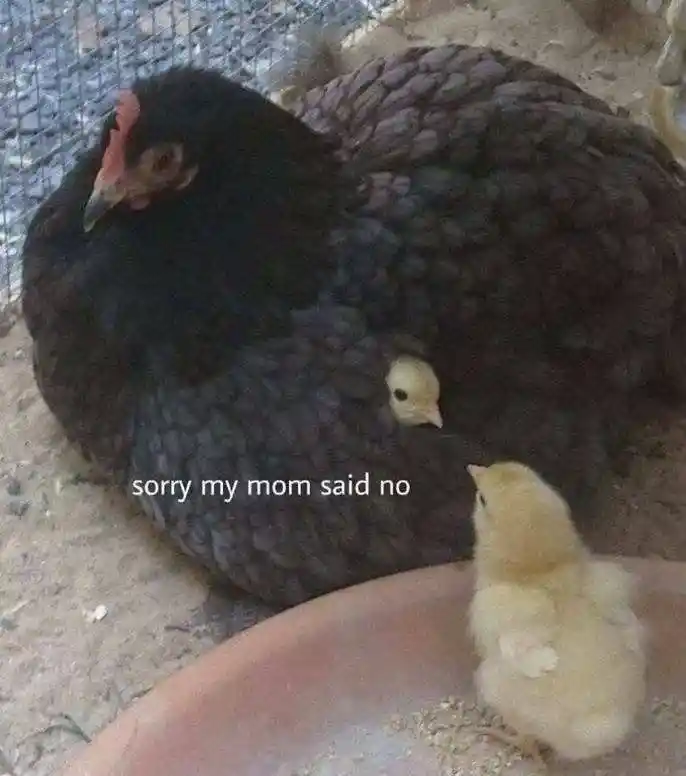 Chick hiding under hen meme says mom said no