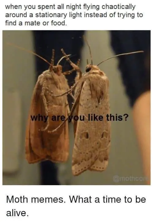 Moth meme two moths asking why are you like this