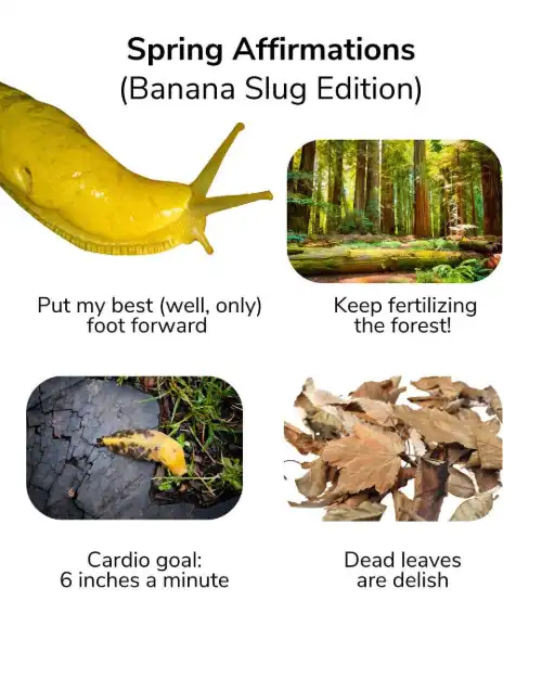 Spring banana slug meme silly affirmations