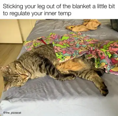 Cat leg out blanket meme napping to cool down
