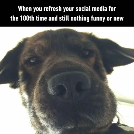 Bored dog social media refresh meme unamused