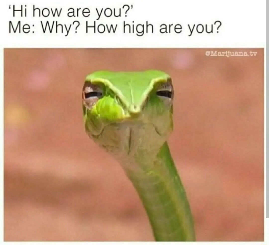 Suspicious snake meme judging if you are high